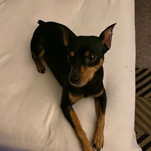 Meet your Posher, David